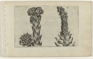 Feuille de tonnerre et molène - Crispijn van de Passe (I) (attributed to)