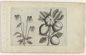 Violette tricolore et pomme - Crispijn van de Passe (I) (attributed to)