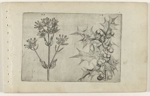 Centaurée et houx