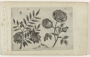 Es et rose - Crispijn van de Passe (I) (attributed to)