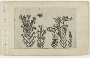 Bruyère commune et genêt - Crispijn van de Passe (I) (attributed to)