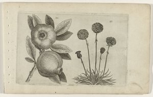 Grenade et herbe anglaise - Crispijn van de Passe (I) (attributed to)