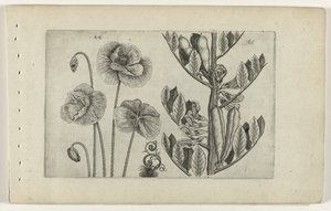 Grande coquelicot et fève de jardin - Crispijn van de Passe (I) (attributed to)