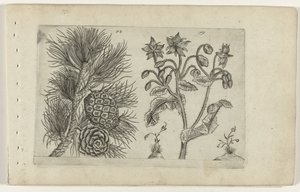 Pin sylvestre et bourrache - Crispijn van de Passe (I) (attributed to)