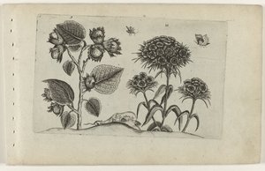 Noisetier et œillet - Crispijn van de Passe (I) (attributed to)