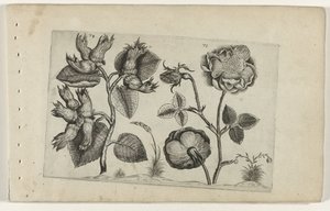 Noisetier et rose - Crispijn van de Passe (I) (attributed to)