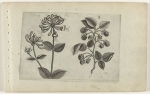Chèvrefeuille et framboise (Cognoscite lilia) - Crispijn van de Passe (I) (attributed to)