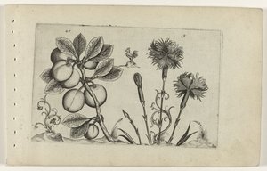 Prunier et œillet, Cognoscite lilia (titre de la série) - Crispijn van de Passe (I) (attributed to)
