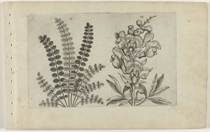 Petite pimprenelle et grande gueule-de-loup - Crispijn van de Passe (I) (attributed to)