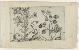 Madonnalelie en aardbei - Crispijn van de Passe (I) (attributed to)