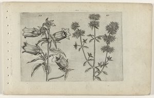 Muguet et marjolaine - Crispijn van de Passe (I) (attributed to)