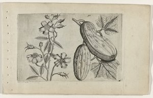 Rose musquée et concombre - Crispijn van de Passe (I) (attributed to)