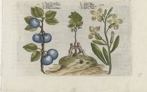 Prune et giroflée - Crispijn van de Passe (I) (attributed to)