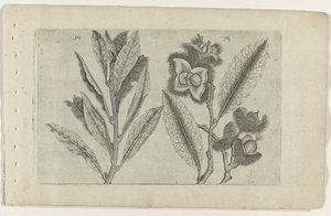 Sauge et châtaigne douce - Crispijn van de Passe (I) (attributed to)