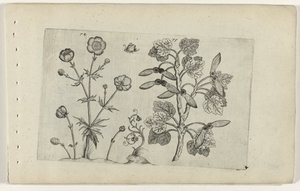 Renoncule âcre et érable champêtre (série Cognoscite lilia) - Crispijn van de Passe (I) (attributed to)