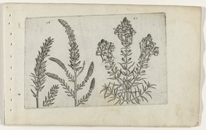 Tamaris et linaire - Crispijn van de Passe (I) (attributed to)