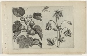 Figuier et ancolie sauvage - Crispijn van de Passe (I) (attributed to)