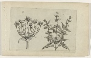 Butome et sauge à petites fleurs (série Cognoscite lilia) - Crispijn van de Passe (I) (attributed to)