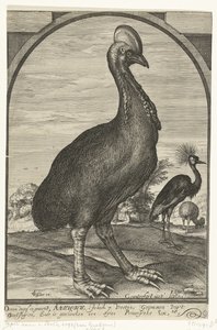 Casoar apporté par Willem Jacobsz. des Indes orientales et offert au prince Maurice, 1614 - Crispijn van den Queborn (attributed to)