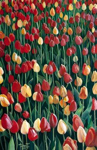 Tulipes, 2010