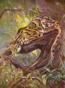Au zoo : Léopard nébuleux