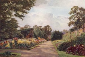 Chrysanthèmes précoces, Claremont - Cyril Ward