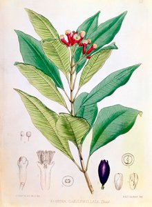 Clou de girofle, bouton floral de Syzygium aromaticum Eugenia carophyllata - D Blair