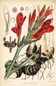 Canna indica. Lithographie en couleur à la main par Hanhart d