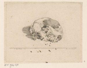 Petit chien endormi - D. Merrem