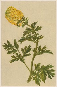 Branche avec une fleur de Corydalis - D. van Alphen