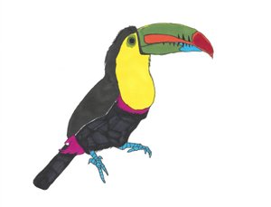 Toucan, 2024 (stylo sur papier avec photoshop)