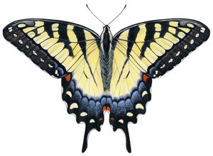 Papillon Tigré - Damstra Emily