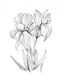  Iris - Dan Hobday
