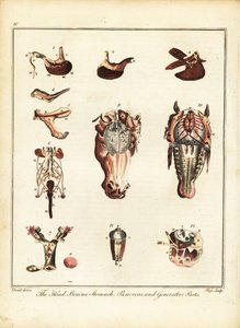 Anatomie d