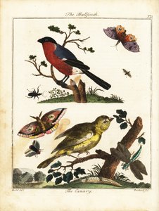 Bouvreuil, canari, papillon, mite, etc.