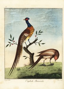 Faisans anglais, mâle et femelle. 1792 (gravure)