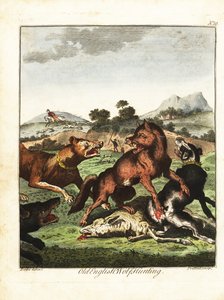 Chasse au loup à l