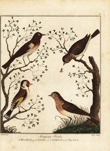 Oiseaux chanteurs : alouette des bois, linotte, chardonneret, alouette des champs. 1792