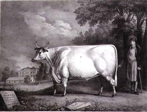 Le Baron, un shorthorn primé (La Vache Blanche de Nannau) gravé par Charles Joseph Hullamandel (1789-1850) 1824 - Daniel Clowes
