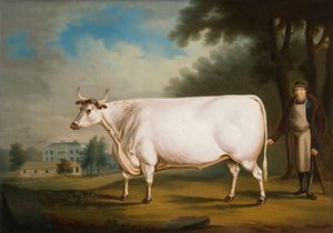 Le Bœuf Blanc de Nannau