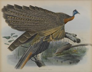 Argusianus Grayii - Daniel Giraud and Gould John Elliott