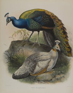 Pavo Nigripennis - Paon à épaules noires (lithographie en couleur) - Daniel Giraud and Gould John Elliott