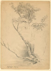 Vieux ormeau et bouleau blanc, North Conway, New Hampshire