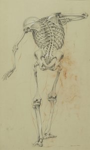 Étude de squelette, vers 1848 - Daniel Huntington