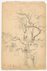 Étude de chênes à Dennings Point - Daniel Huntington