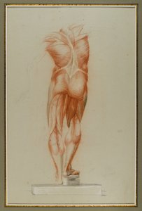 Écorché (Étude de musculature), c.1848 - Daniel Huntington