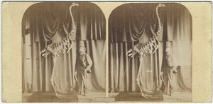 Julius von Haast et Moa, Musée de Canterbury, vers 1867 - Daniel Louis Mundy