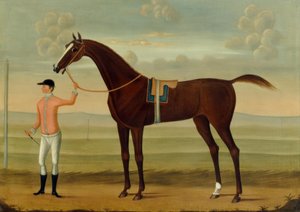 Un cheval de course bai avec son jockey sur un hippodrome