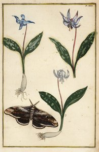 Érythrone dent-de-chien, Erythronium dens-canis, et papillon de nuit