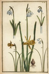 Jonquille sauvage, Narcissus pseudonarcissus, et perce-neige, Galanthus nivalis